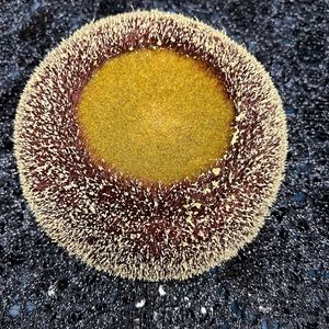 Sunflower Center for craft project